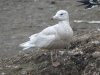 Glaucous Gull at Barling Rubbish Tip (Steve Arlow) (84903 bytes)